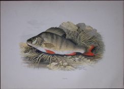 Perch Rev Houghton British Freshwater Fish 1879 Scarce Wood Engraving-41
