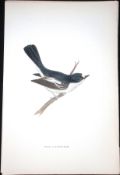 Pied Flycatcher Rev Morris Antique History of British Birds 130 Years-Old Engraving-72