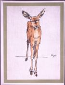 Cecil Aldin Antique Zoo Babies Scarce Illustration “Koodoo Antlelope”-3