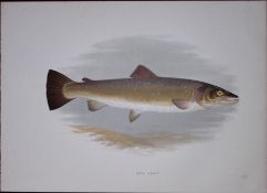 Bull Trout Rev Houghton British Freshwater Fish 1879 Scarce Wood Engraving-19