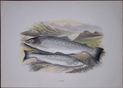 Sewen Sea Trout Rev Houghton British Freshwater Fish 1879 Scarce Wood Engraving-20
