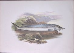 The Sturgeon Rev Houghton British Freshwater Fish 1879 Scarce Wood Engraving.3