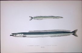 Lesser & Larger Launce Fish Scarce Antique 1877 J. Couch Woodblock Engraving-200