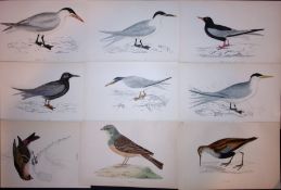 Job-Lot Rev Morris Tern, Redpoll, Optolan Dunlin, Antique Lithographs-18.