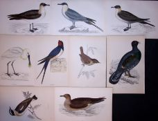 Job-Lot Rev Morris Whinchat, Wren, Suka, Swallow 1888 Antique Lithographs -17