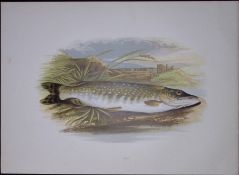 Pike Rev Houghton British Freshwater Fish 1879 Scarce Wood Engraving-24