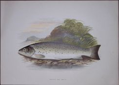 Galway Sea Trout Rev Houghton British Freshwater Fish 1879 Scarce Wood Engraving-18