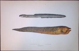 Ophidium Eel Fish Scarce Antique 1877 J. Couch Woodblock Engraving-147