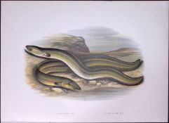 Sharpe & Broad Nosed Eel Rev Houghton British Freshwater Fish 1879 Scarce Wood Engraving.2