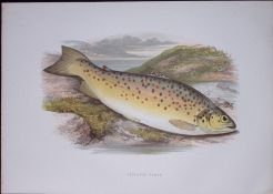 Gillaroo Trout Rev Houghton British Freshwater Fish 1879 Scarce Engraving-12