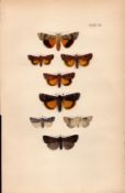 Job Lot Rev Morris British Moths 1896 Antique Hand-Coloured Lithographs -6.