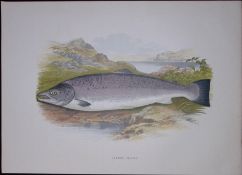 Salmon (Male) Rev Houghton British Freshwater Fish 1879 Scarce Wood Engraving-23