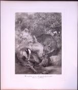 Badgers Attacking Wasp Nest Rare Limited-Edition J.G. Millais Antique Print.