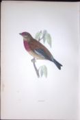 Linnet Rev Morris Antique History of British Birds 130 Years-Old Engraving-196