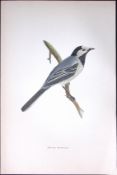 White Wagtail Rev Morris Antique History of British Birds 130 Years-Old Engraving-165
