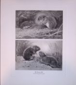 The Sandy Vole Rare 121 Years-Old Limited-Edition J.G. Millais Antique Print.