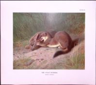 The Stoat In Summer Rare 121 Years-Old Limited-Edition Coloured Antique Print-