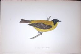 Black Headed Bunting Rev Morris Antique History of British Birds 130 Years-Old Engraving-182