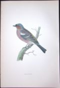 Chaffinch Rev Morris Antique History of British Birds 130 Years-Old Engraving-191
