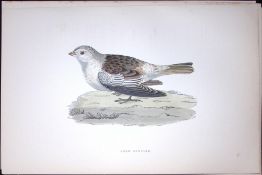 Snow Bunting Rev Morris Antique History of British Birds 130 Years-Old Engraving-183