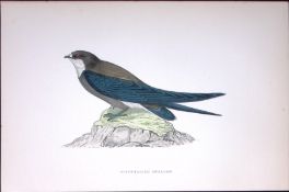 Spine-Tailed Swallow Rev Morris Antique History of British Birds 130 Years-Old Engraving-160