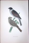 Reed Bunting Rev Morris Antique History of British Birds 130 Years-Old Engraving-186