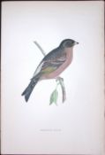 Mountain Finch Rev Morris Antique History of British Birds 130 Years-Old Engraving-192