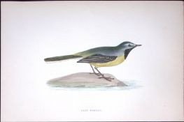 Grey Wagtail Rev Morris Antique History of British Birds 130 Years-Old Engraving-166