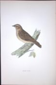 Wood Lark Rev Morris Antique History of British Birds 130 Years-Old Engraving-179