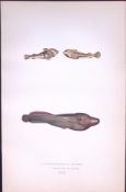 Doubly Spotted & Cornish Suckers Antique 1877 J. Couch Woodblock Engraving-250