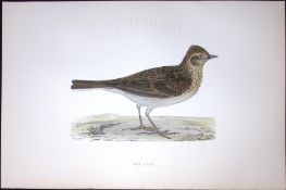 Sky Lark Rev Morris Antique History of British Birds 130 Years-Old Engraving-180