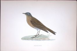 Water Pipit Rev Morris Antique History of British Birds 130 Years-Old Engraving-171