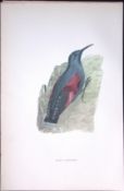 Wall Creeper Rev Morris Antique History of British Birds 130 Years-Old Engraving-153