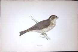 Bunting Rev Morris Antique History of British Birds 130 Years-Old Engraving-185