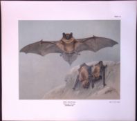 The Daubenton’s Bat Rare Limited-Edition Coloured Antique Print-