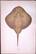 Sandy Ray Fish Scarce Antique 1877 Johnathan Couch Woodblock Engraving-108