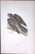 Nightjar Rev Morris Antique History of British Birds 130 Years-Old Engraving-155