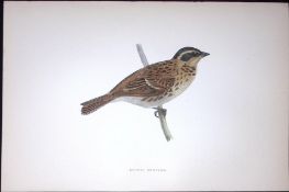Rustic Bunting Rev Morris Antique History of British Birds 130 Years-Old Engraving-187