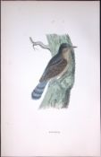 Wryneck Rev Morris Antique History of British Birds 130 Years-Old Engraving-152