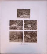 Bank Voles At Work Rare 121 Years-Old Limited-Edition J.G. Millais Antique Print.