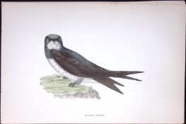 Alpine Swift Rev Morris Antique History of British Birds 130 Years-Old Engraving-159