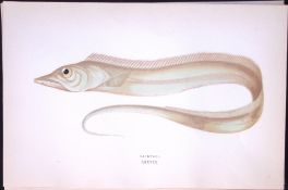 Hairtail Fish Scarce Antique 1877 J. Couch Woodblock Engraving-221