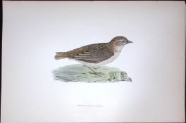 Short-Toed Lark Rev Morris Antique History of British Birds 130 Years-Old Engraving-178
