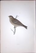Twite Rev Morris Antique History of British Birds 130 Years-Old Engraving-197