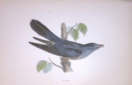Cuckoo Rev Morris Antique History of British Birds 130 Years-Old Engraving-51