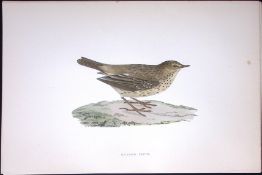 Meadow Pipit Rev Morris Antique History of British Birds 130 Years-Old Engraving-172