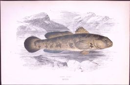 Rock Goby Fish Scarce Antique 1877 J. Couch Woodblock Engraving-231