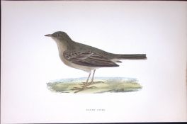 Tawny Pipit Rev Morris Antique History of British Birds 130 Years-Old Engraving-170