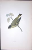 Siskin Rev Morris Antique History of British Birds 130 Years-Old Engraving-195