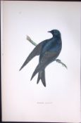 Purple Marten Rev Morris Antique History of British Birds 130 Years-Old Engraving-162